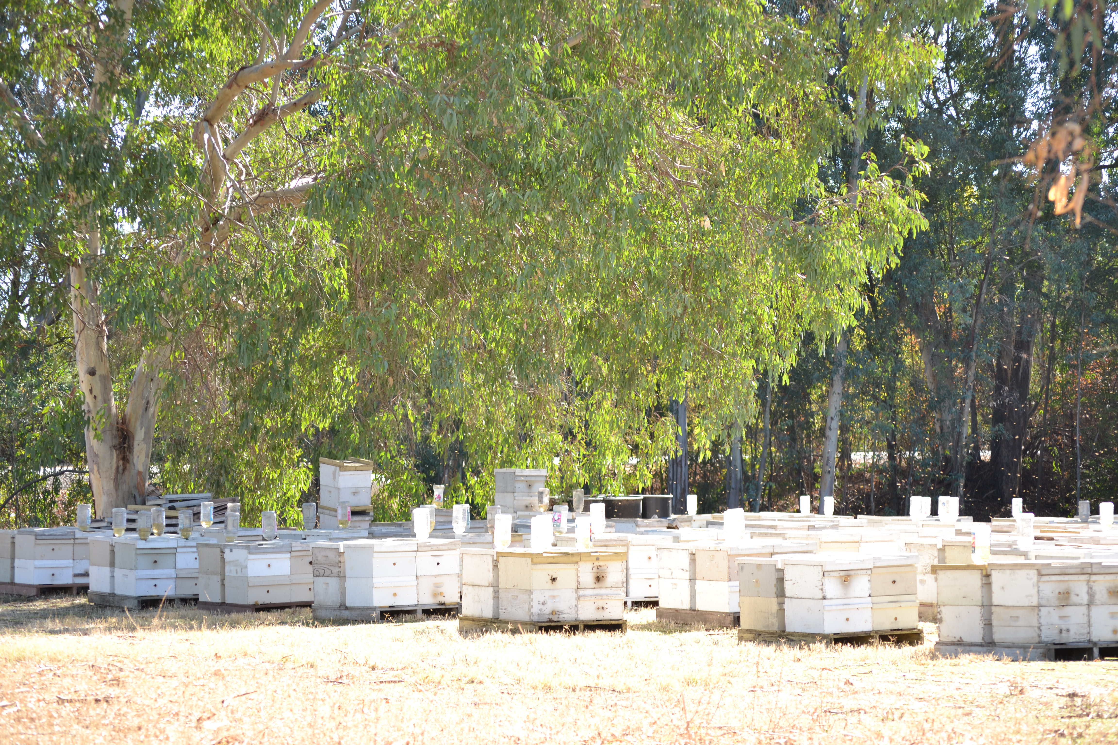 Bee Hive Colony under trees