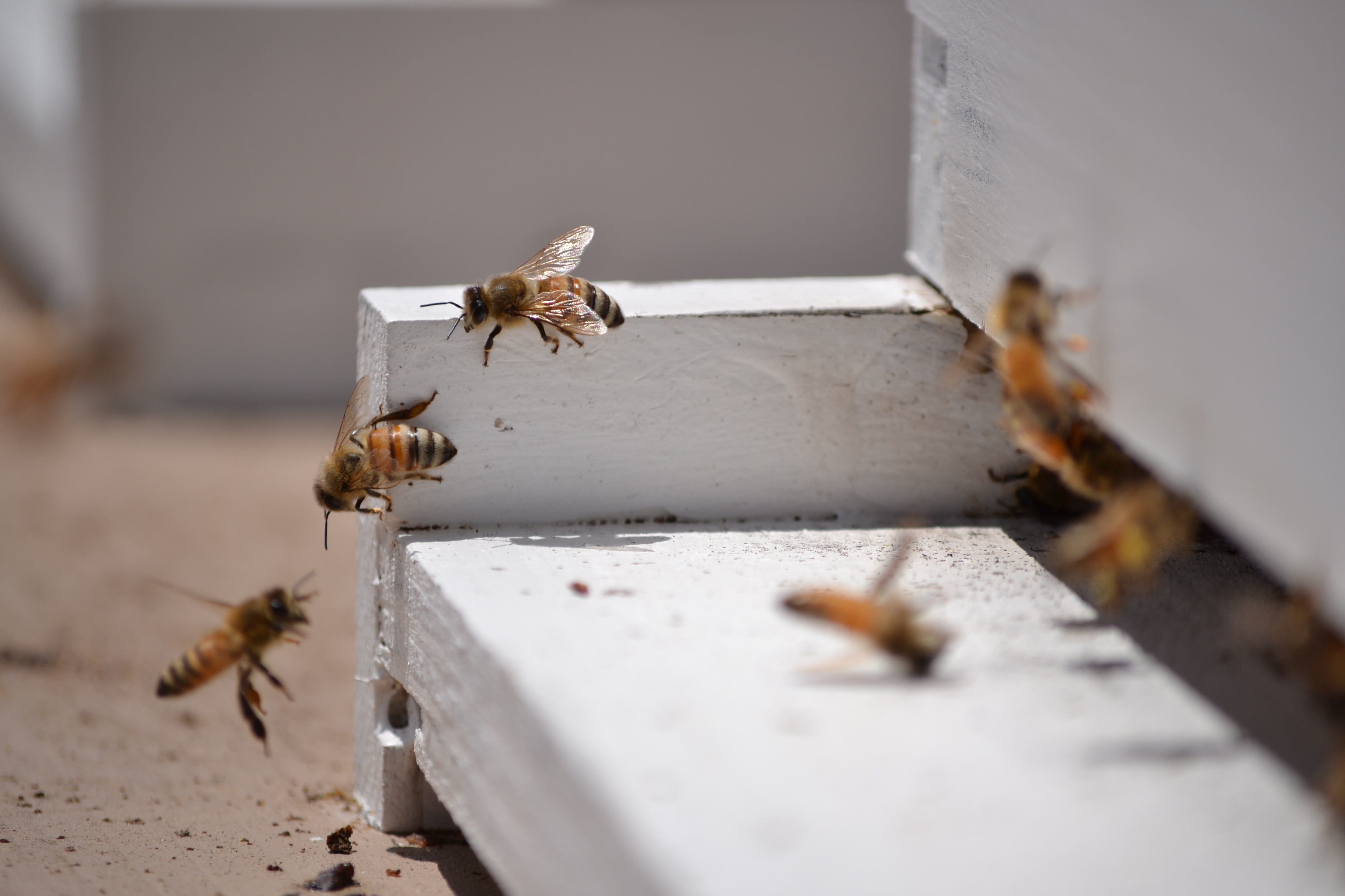 Bees flying in and out of bee hive